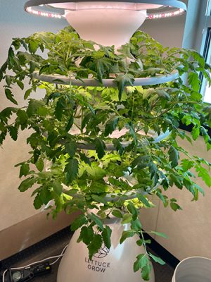 Lettuce growing under a grow light