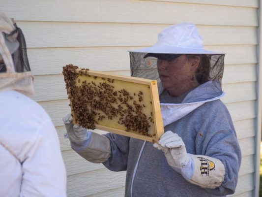 Beekeepers looking at bees