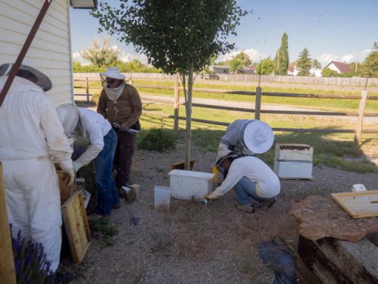 Beekeepers working with bees