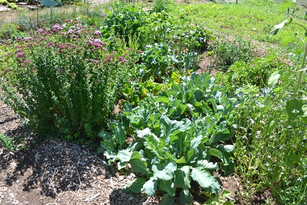 Vegetable garden