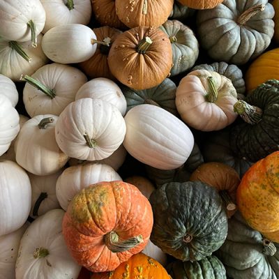 Orange, white and green pumpkins