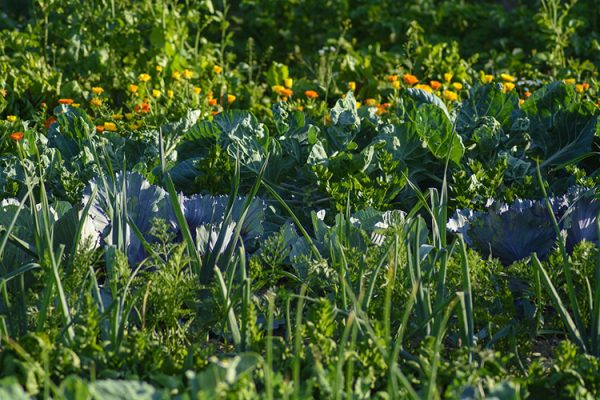Produce growing in a garden