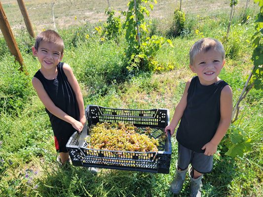 Two children harvesting grapes
