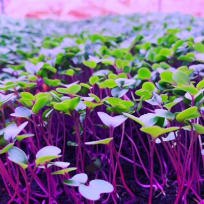 Microgreens