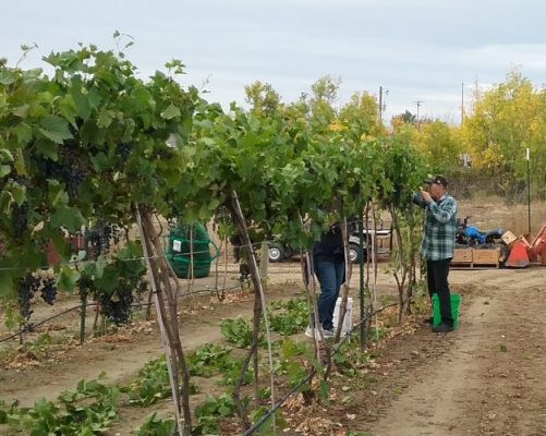 Man harvesting grapes in vineyard