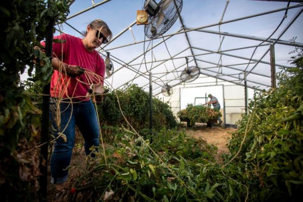 People working in a greenhouse