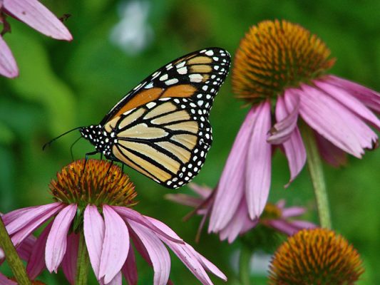 Butterfly on echinacea
