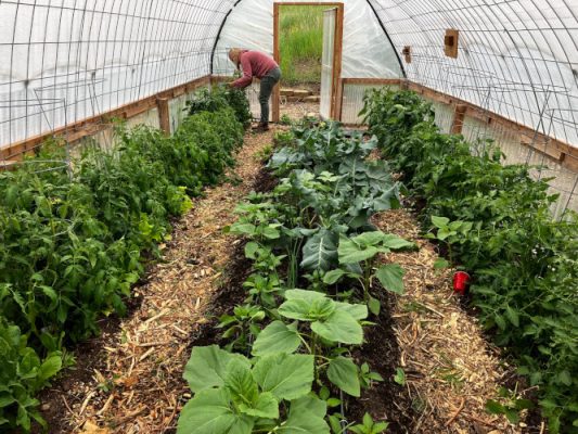 Plants growing in a greenhouse