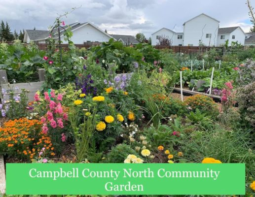 Garden growing flowers and produce