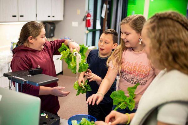 Students harvesting lettuce