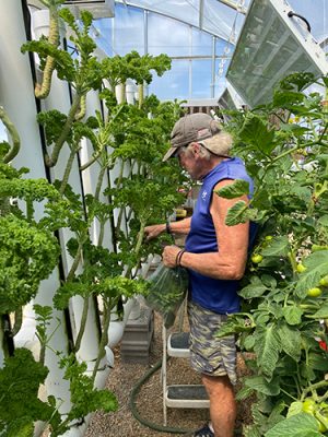 Man harvesting kale