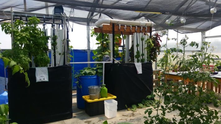 Plants in a greenhouse