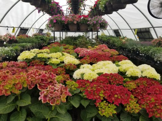 Flowering plants in a greenhouse