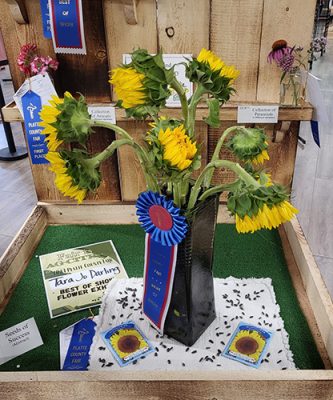 Platte-County-Fair-1-500h Sunflowers in a vase with a fair ribbon
