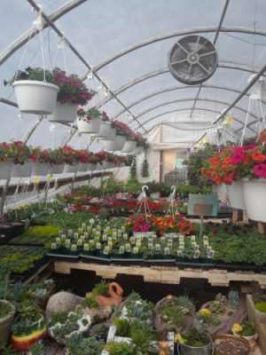 Plants growing in a greenhouse.