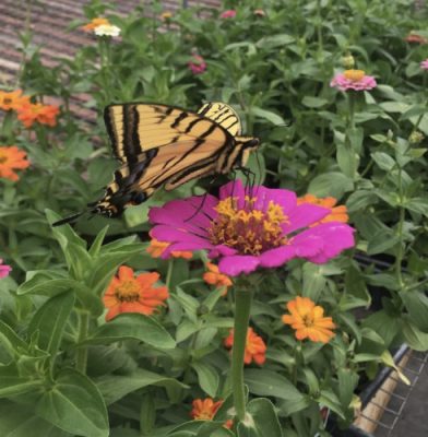 Butterfly on a pink flower.