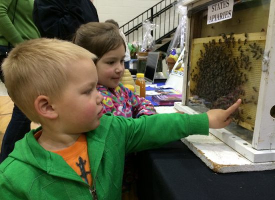 Boy touching bee display