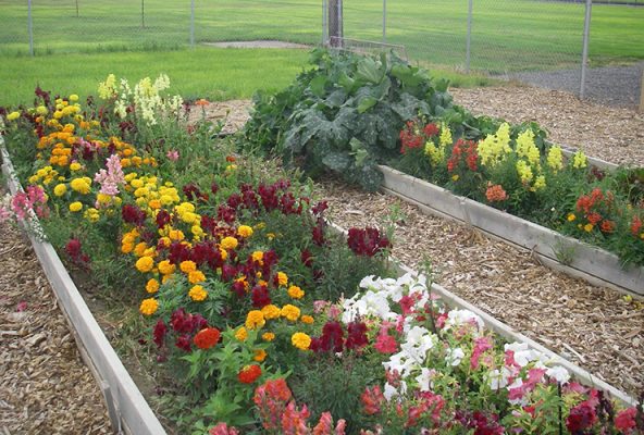 Raised garden beds with flowers and vegetables