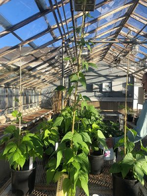 Hops growing in a greenhouse