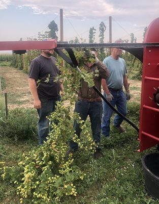 The Powell Research and Extension Center, along with agriculture students in the hops program at Northwest College, are studying hops for yield and tolerance to stress. Here, a team harvests hops, an herbaceous perennial vine that doesn’t require planting each year. Many Bighorn Basin farmers grow malting barley as part of their crop rotations, and hops are also used in beer making.