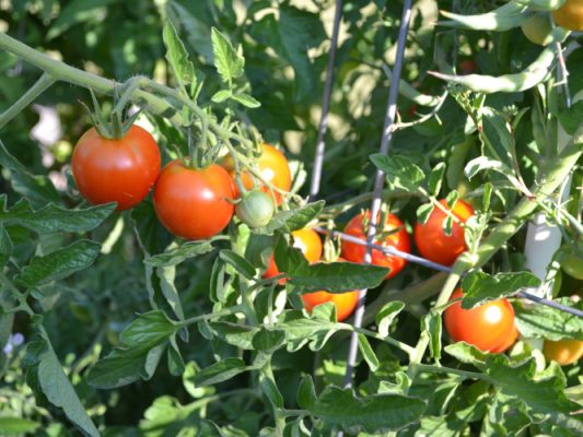 Cherry tomatoes growing on the vine