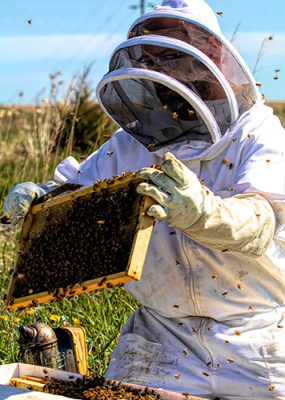 Person working with bees