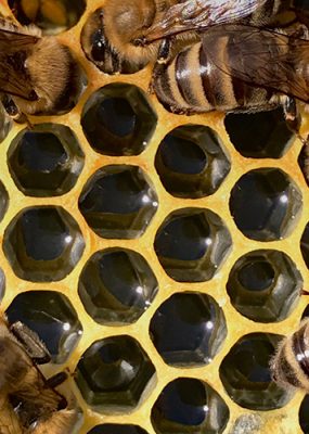 Bees on a honeycomb