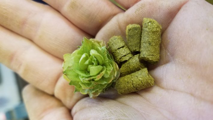Hops held in a hand