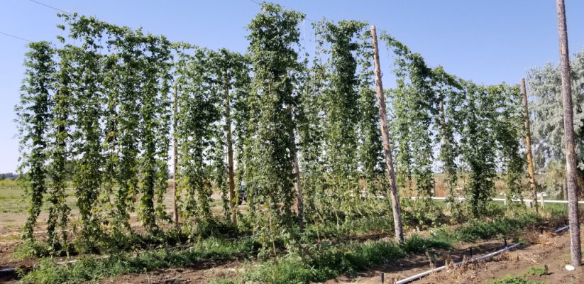 Hops growing on frames