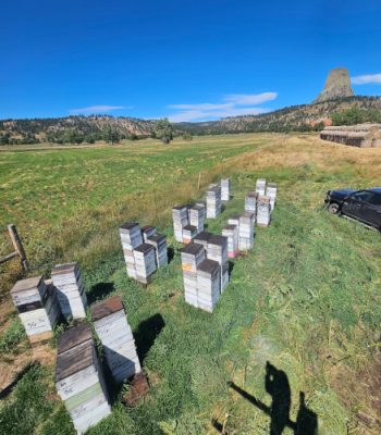 Bee hives in a field