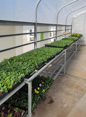 Plants in a greenhouse