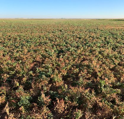 Field of chickpea plants