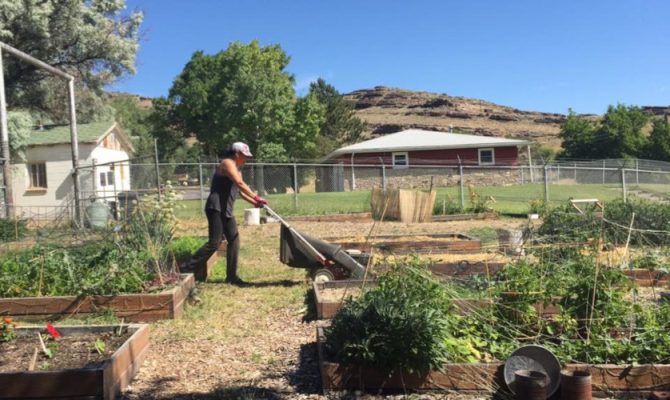 Person working in garden