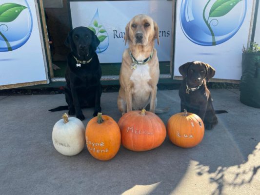 Dogs and pumpkins