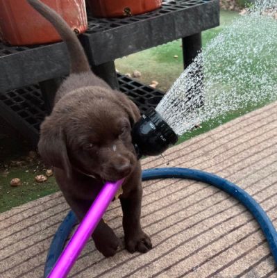 Dog with water hose.
