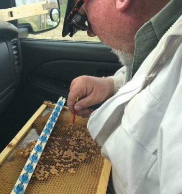 Man working with bees