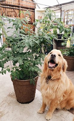 Dog and potted plant
