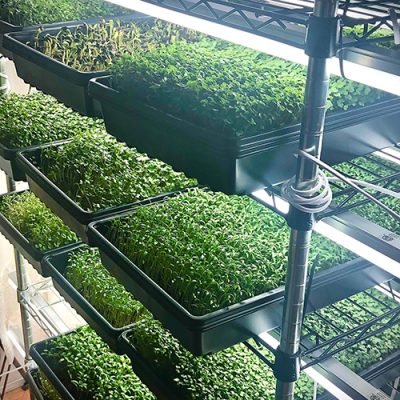 Trays of microgreens