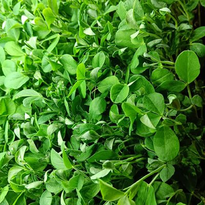 Microgreens