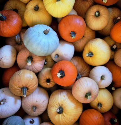 Multi-colored pumpkins