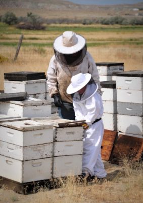 Man and woman working with bee boxes.
