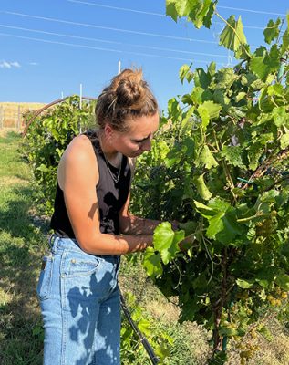 Woman pruning grape vines