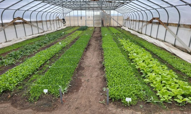 Rows of vegetables inside a high tunnel