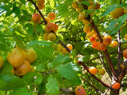 Native plums