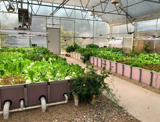 Plants growing in a greenhouse