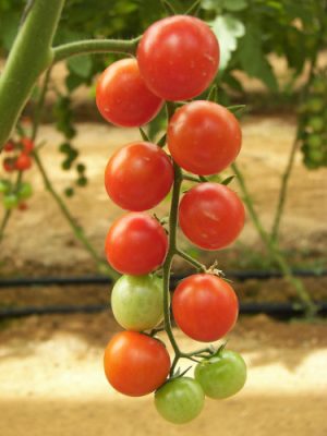 Tomatoes on the vine