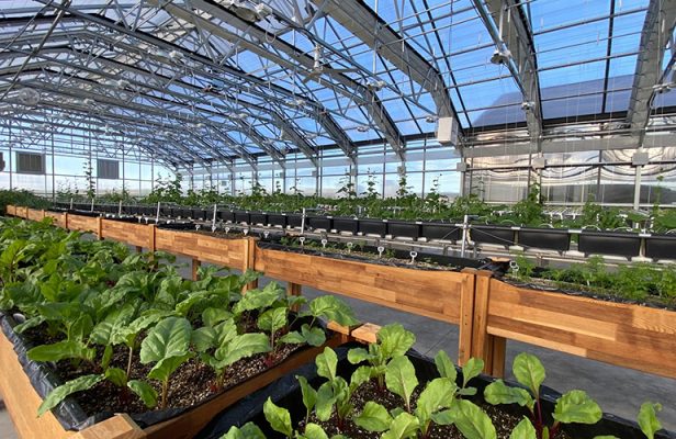 Plants growing in a greenhouse