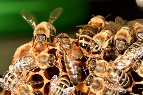 Bees working on a honey comb.