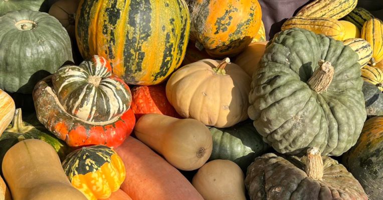 Pumpkins and squash
