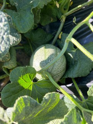 Melons growing on a vine